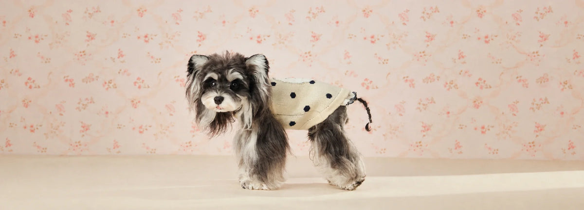 How to Choose the Right Dog Sweater Size