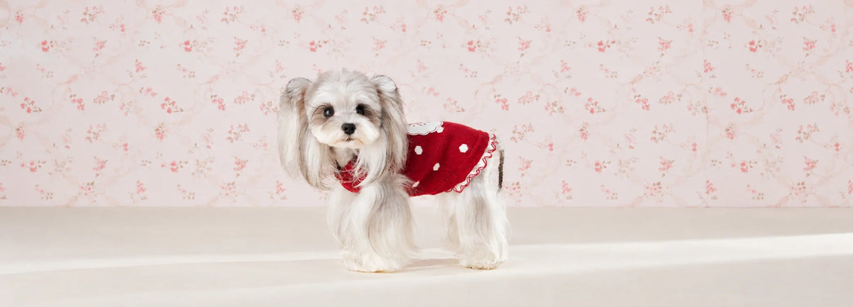 How to Choose a Sweater for Your Small Dog