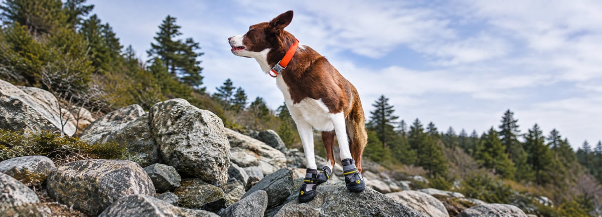 Does Your Dog Need Boots for Hiking? A Practical Paw Protection Guide