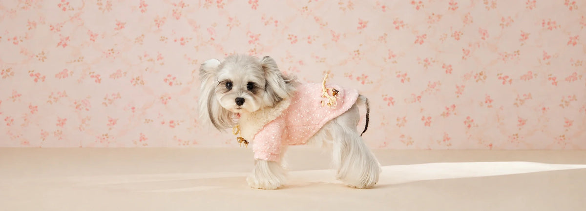 Should Dogs Wear Clothes? A Practical Guide for Pet Parents