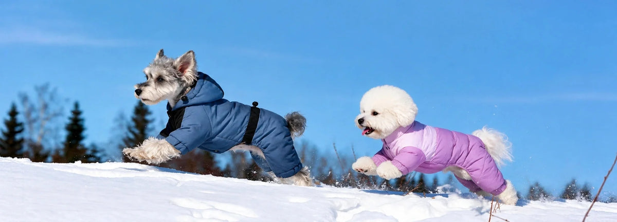 How to Choose the Best Winter Coat for Your Small Dog