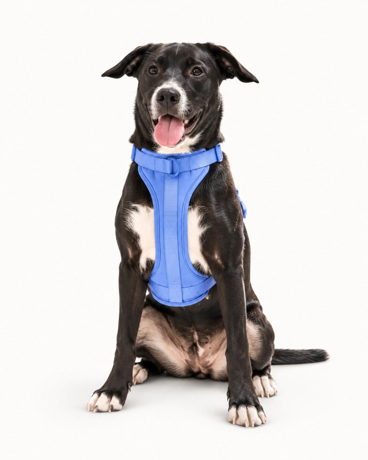 Dog Harness