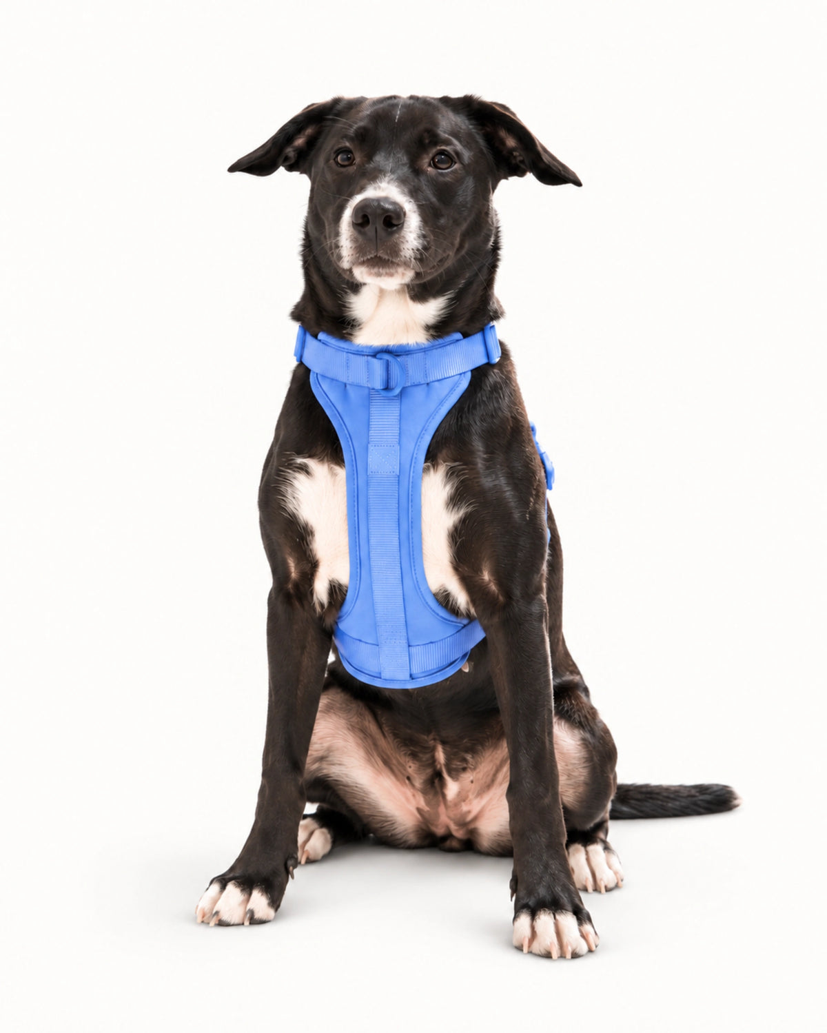 Lightweight Breathable Dog Harness