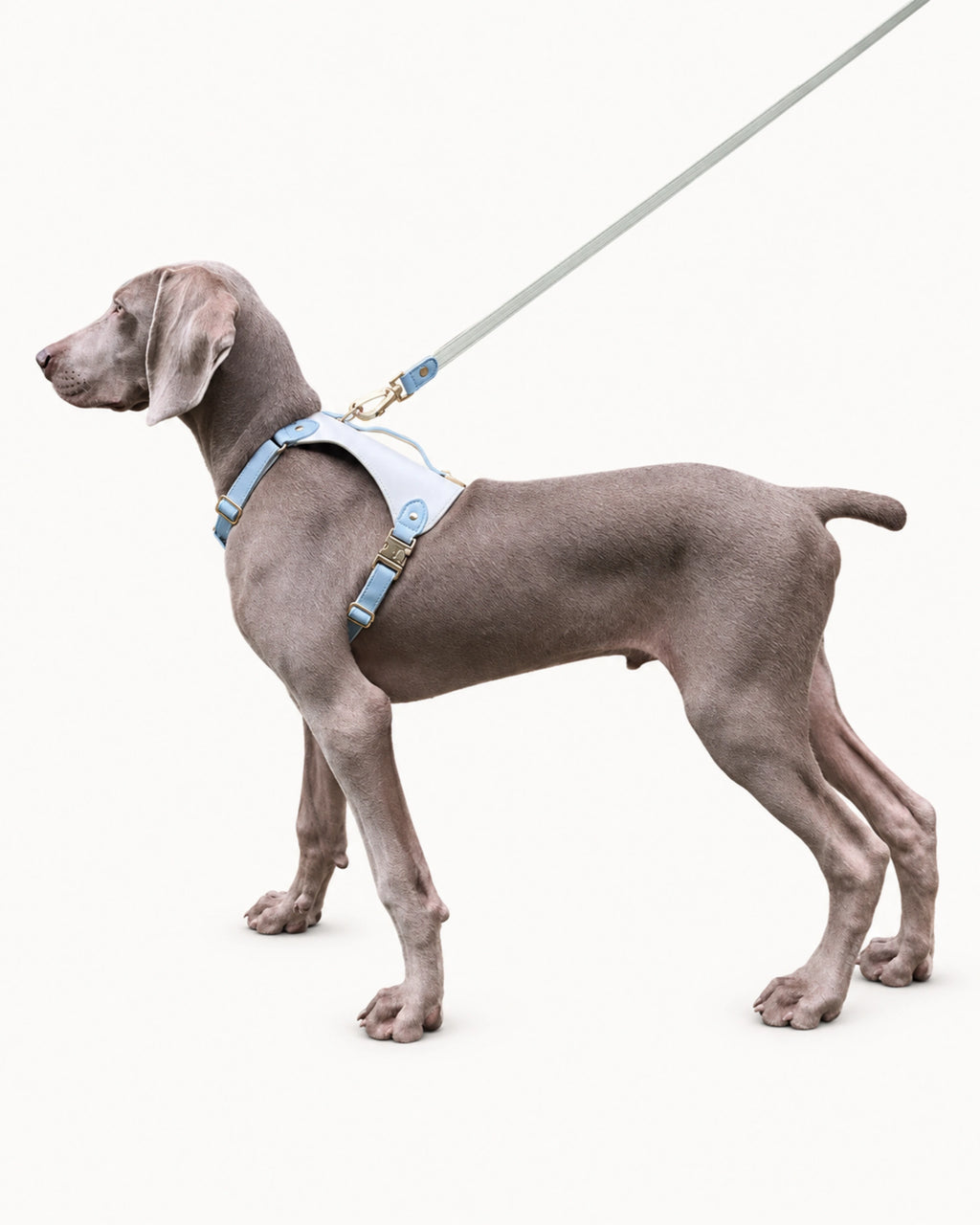 Premium Leather Dog Harness