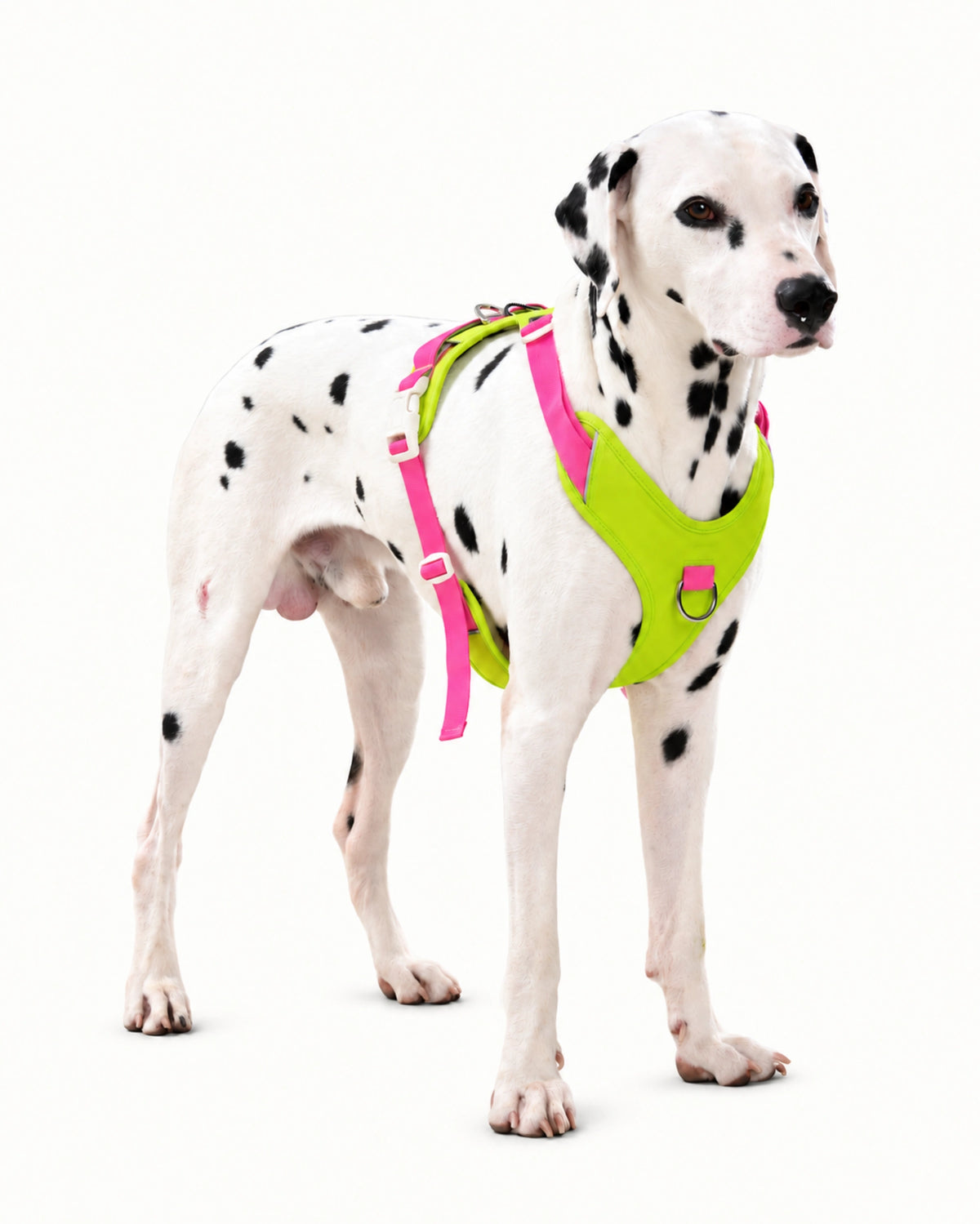 Escape-Resistant Dog Harness & Leash Set