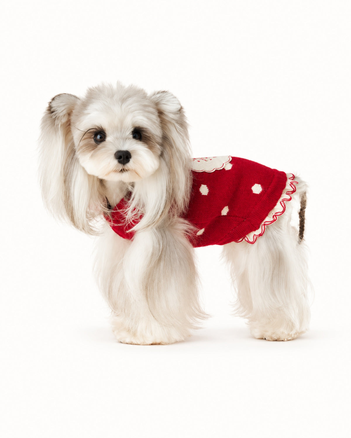 Polka Dot Bear Knit Dog Sweater