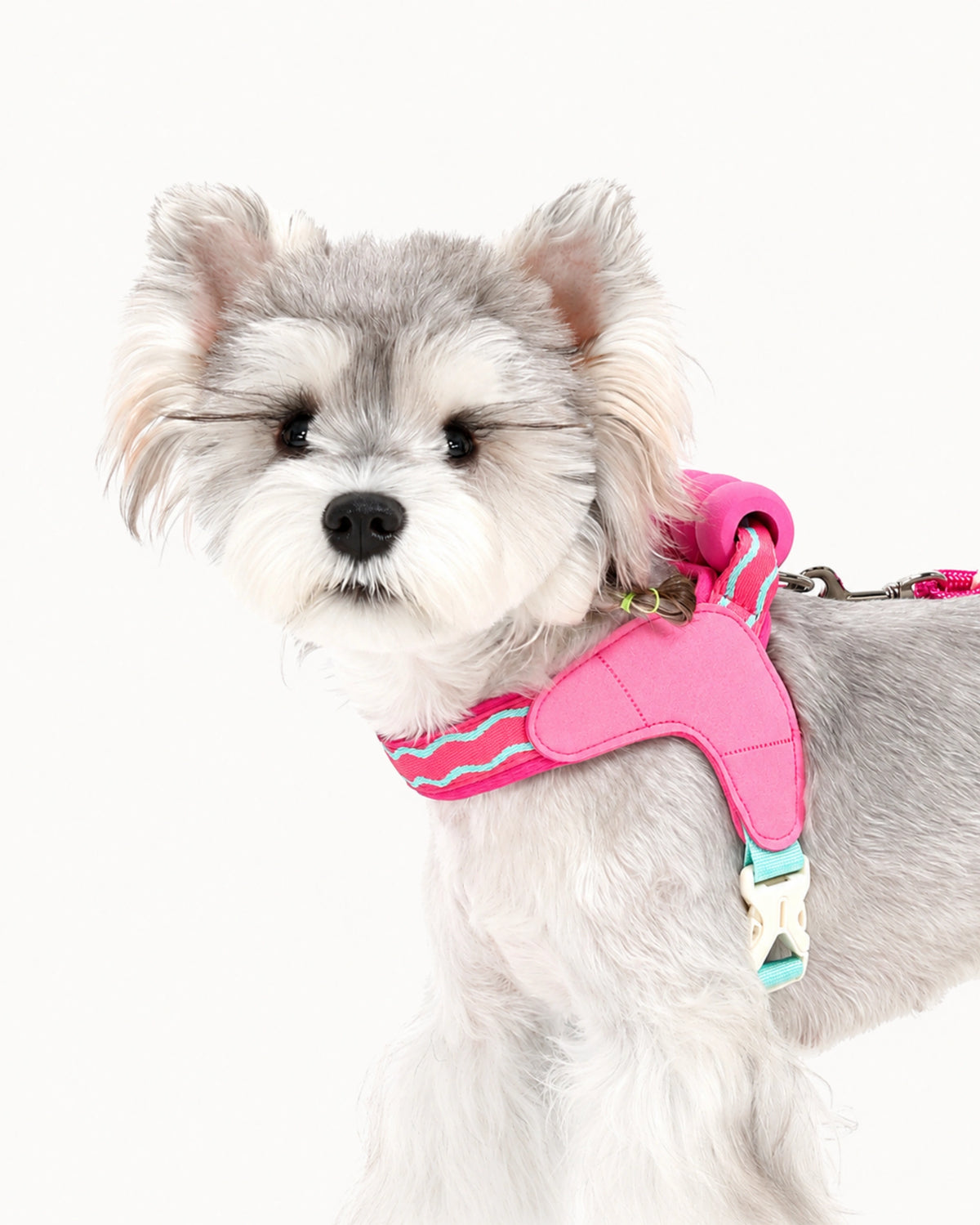 Colorblock Padded Dog Harness