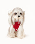 Polka Dot Bear Knit Dog Sweater
