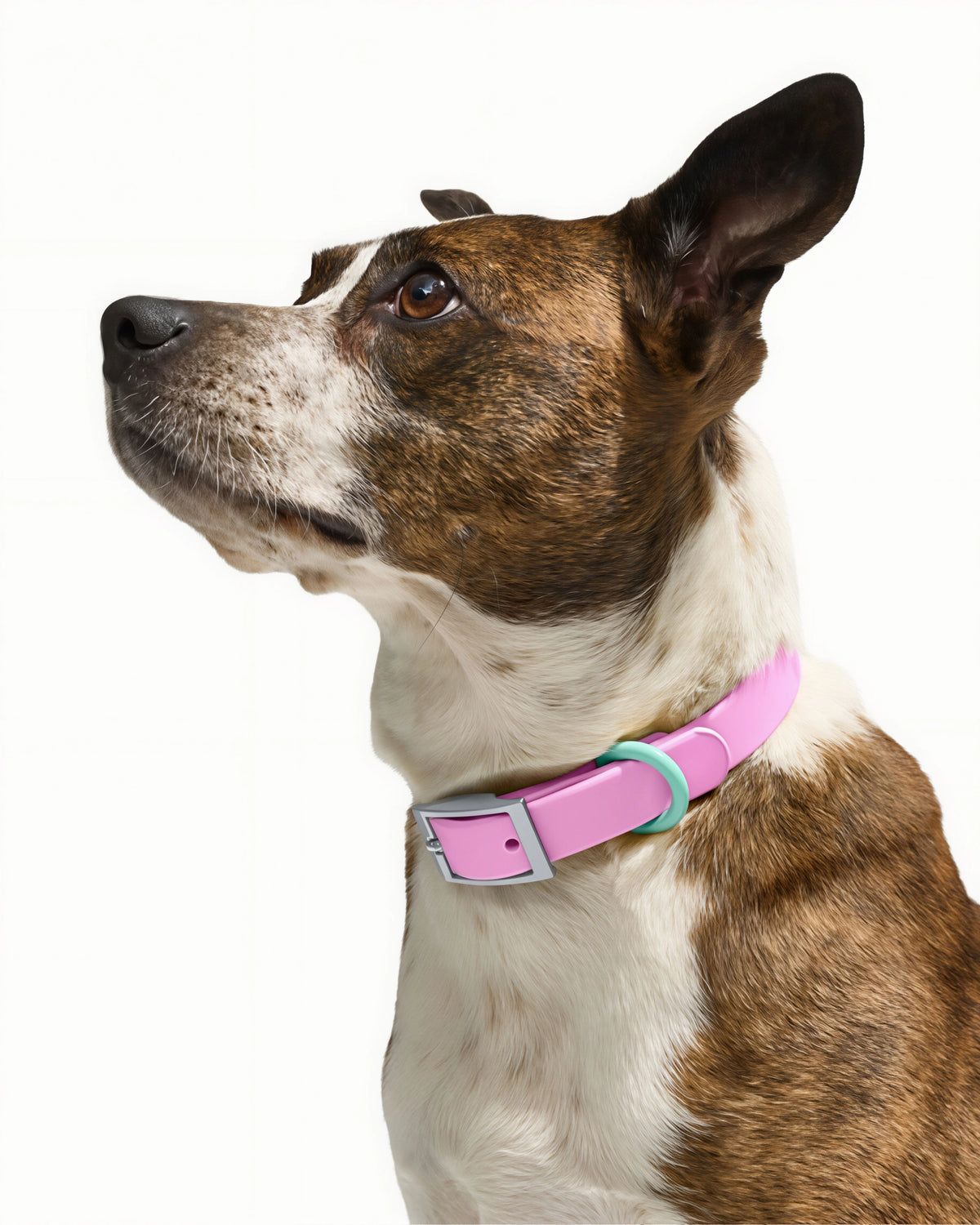 Waterproof Pet Collar