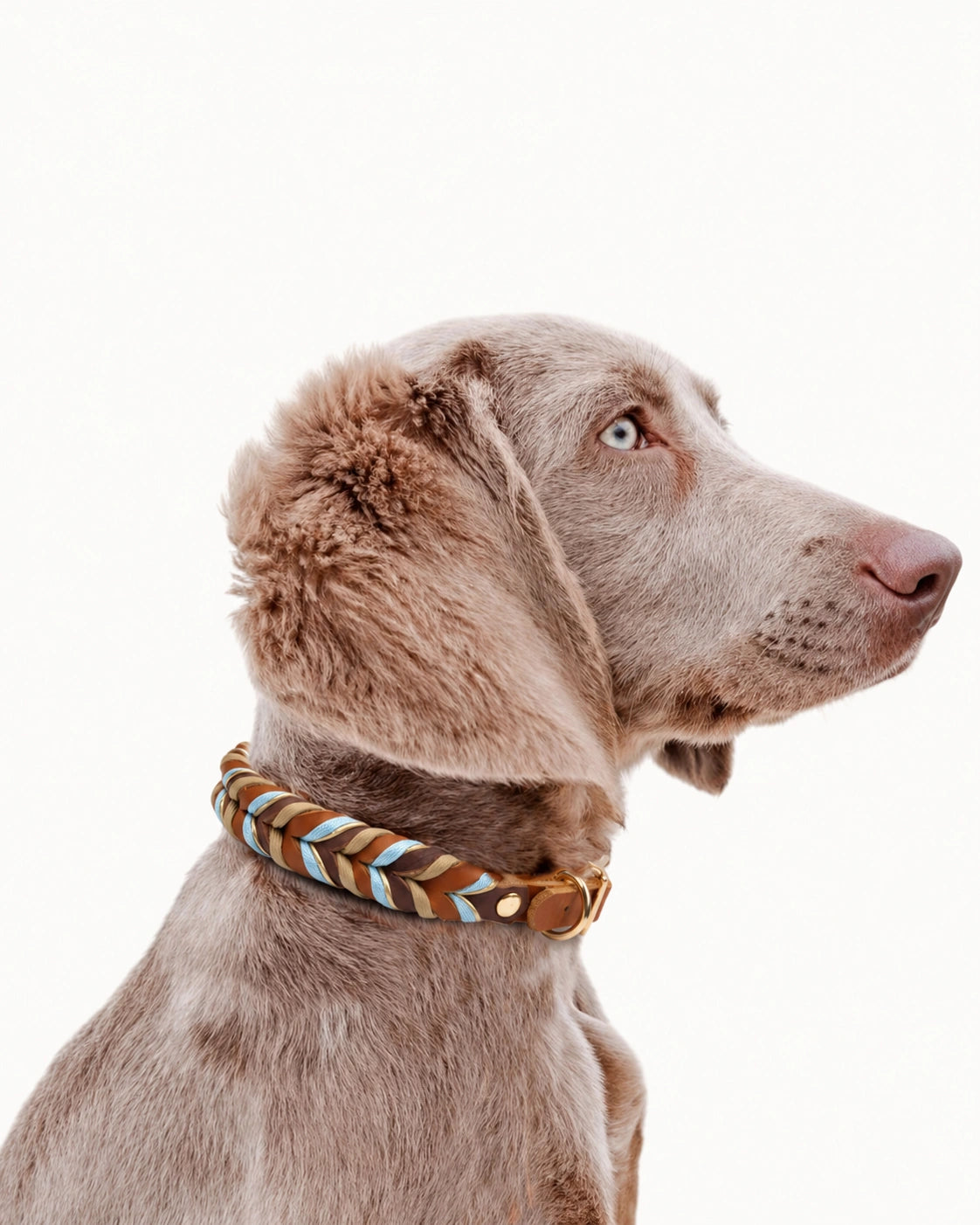 Braided Leather Dog Collar