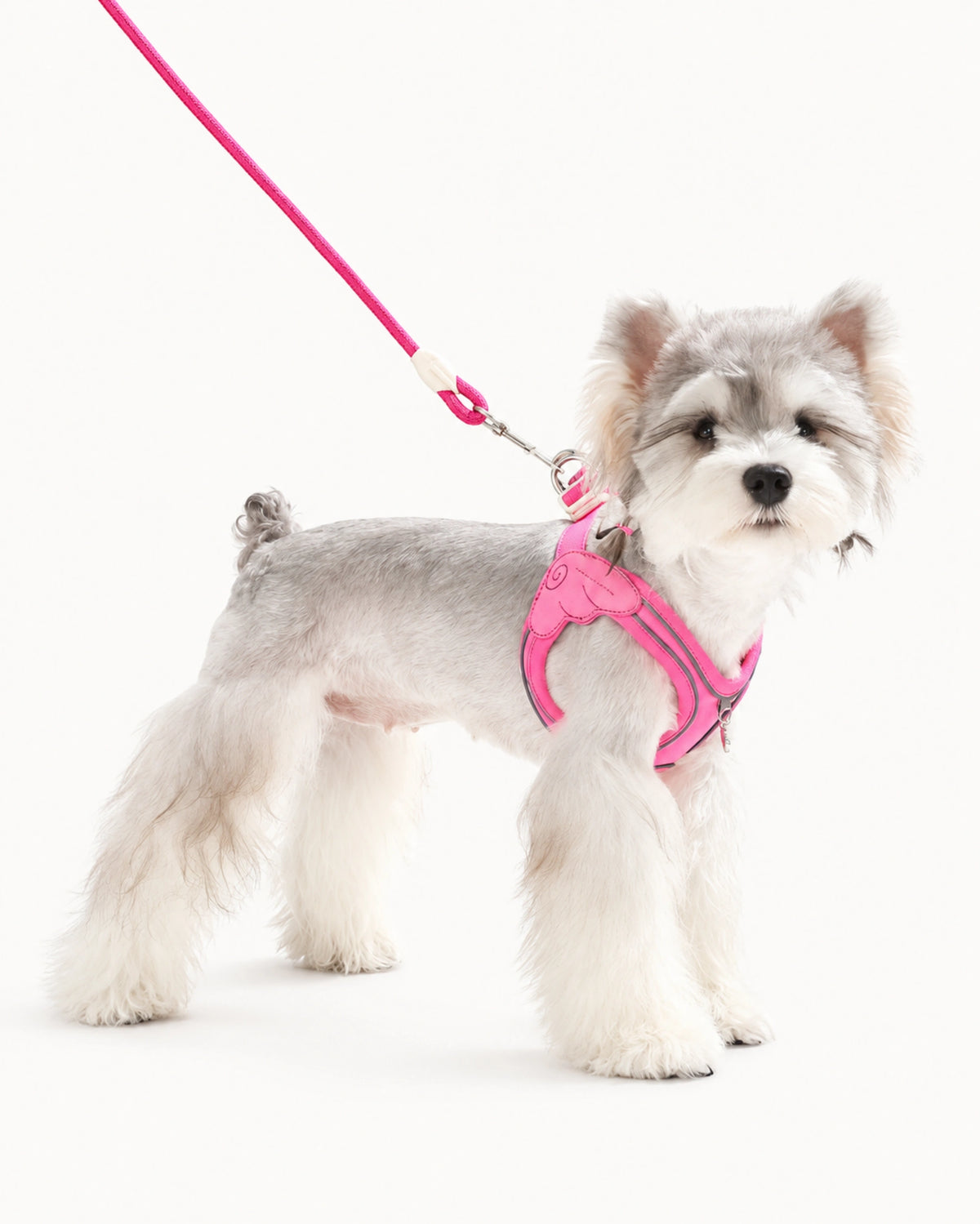 Water-Resistant Dog Harness & Leash Set