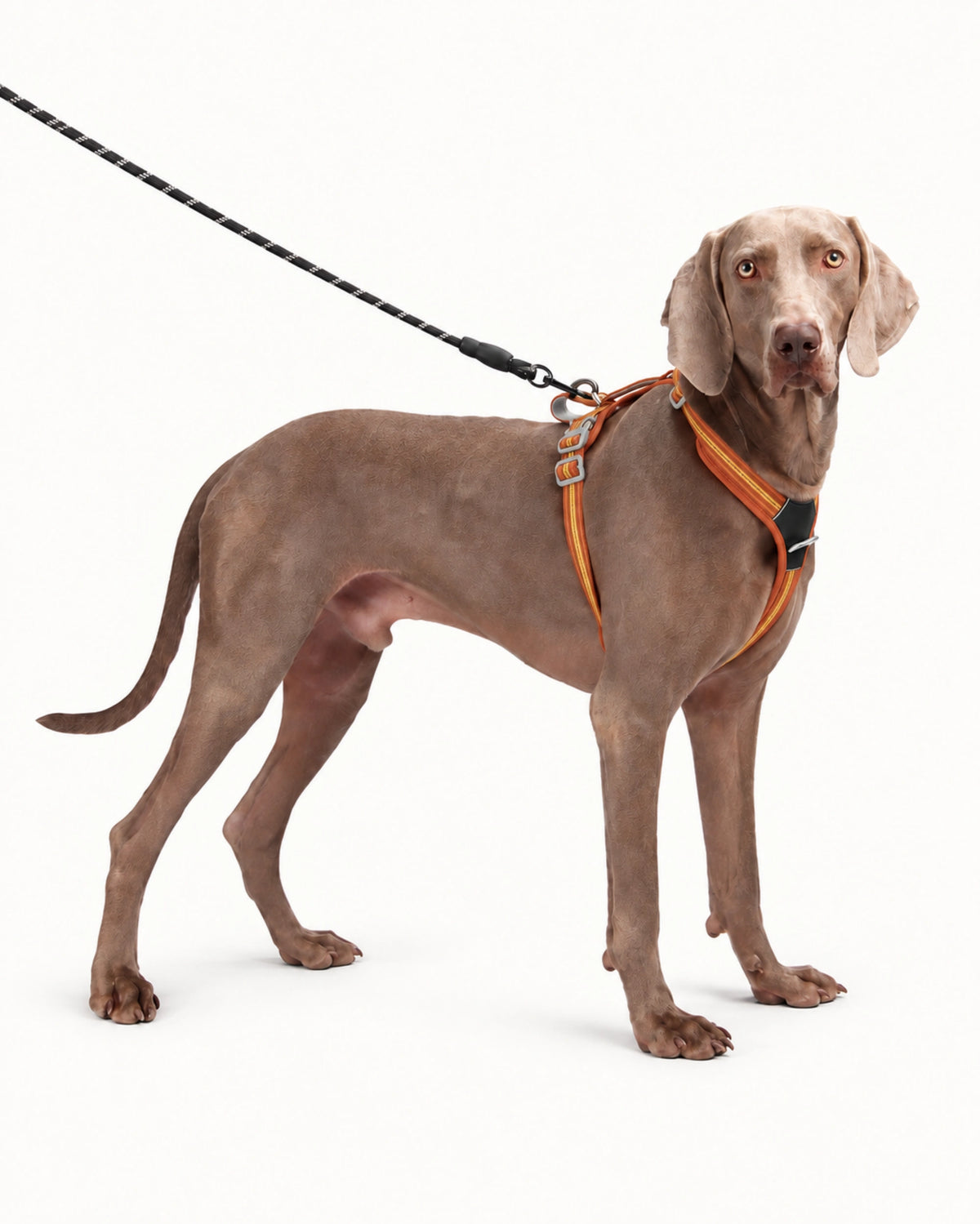Reflective Dog Harness
