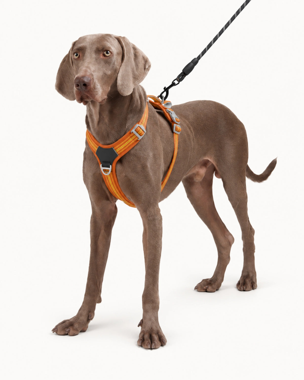 Reflective Dog Harness
