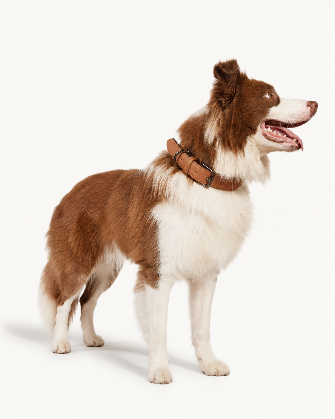 Waterproof Leather Dog Collar