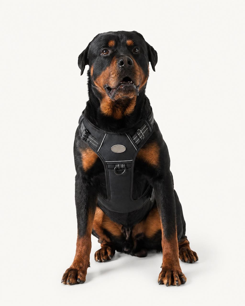 Heavy Dog Harness