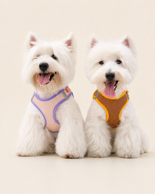 Bubble Mesh Dog Harness & Leash Set