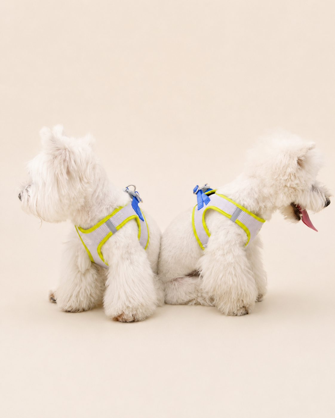 Bubble Mesh Dog Harness & Leash Set