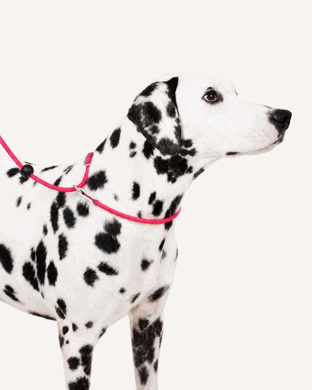 Heavy Duty Dog Leash