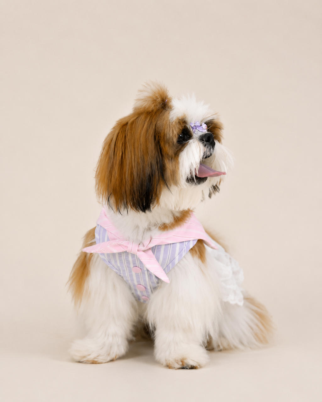 Preppy Cotton-Blend Pet Dress