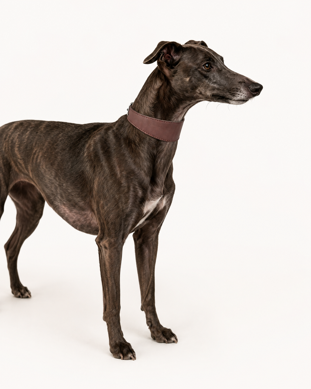 Full-Grain Leather Wide Dog Collar