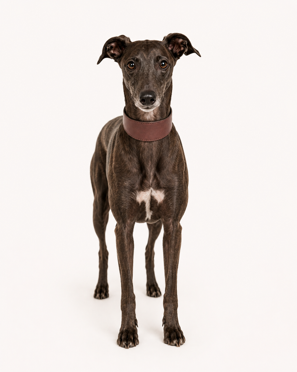 Full-Grain Leather Wide Dog Collar