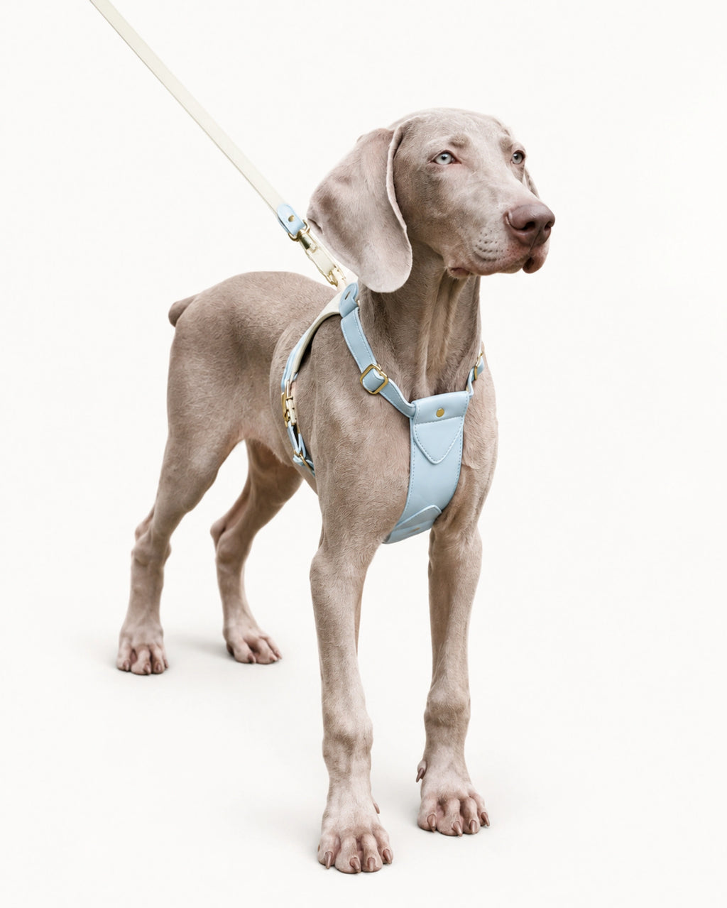 Premium Leather Dog Harness