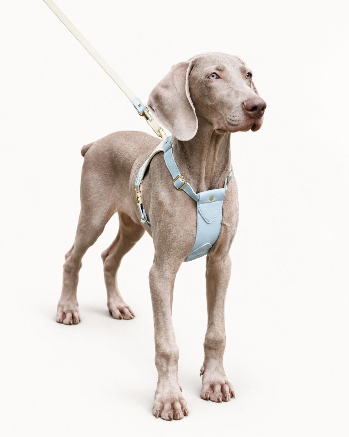 Premium Leather Dog Harness