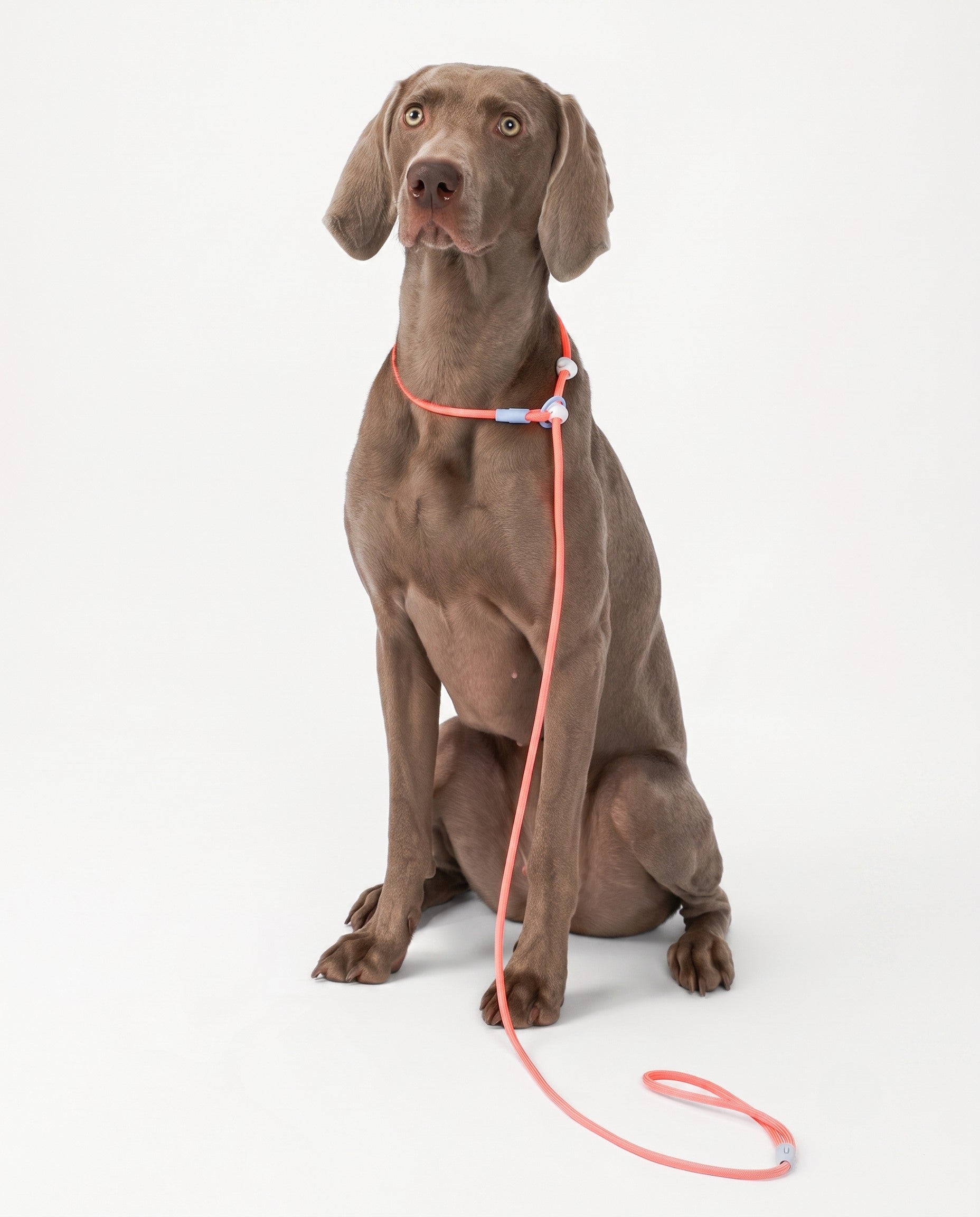 Premium Nylon Dog Leash