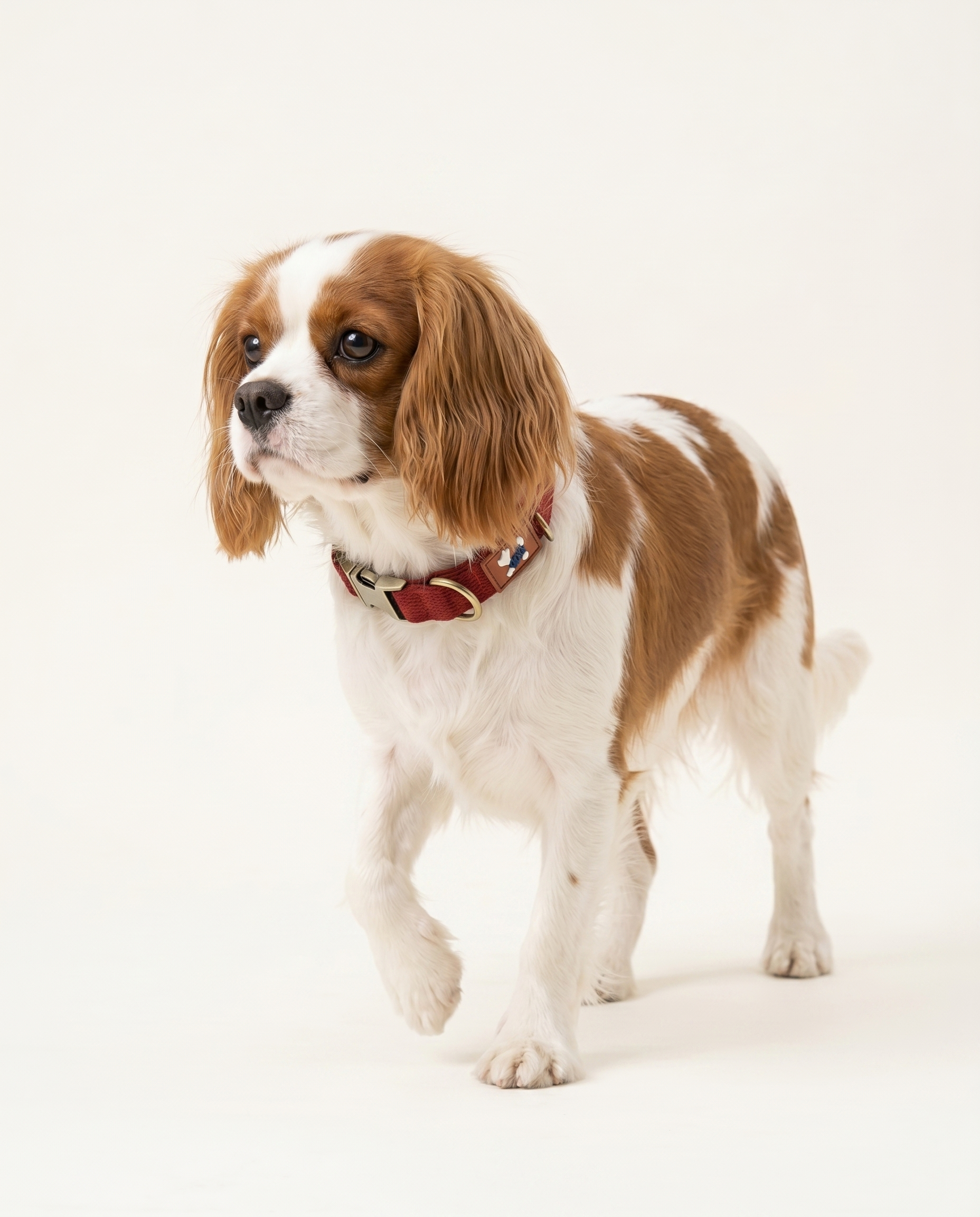 Soft Padded Dog Collar