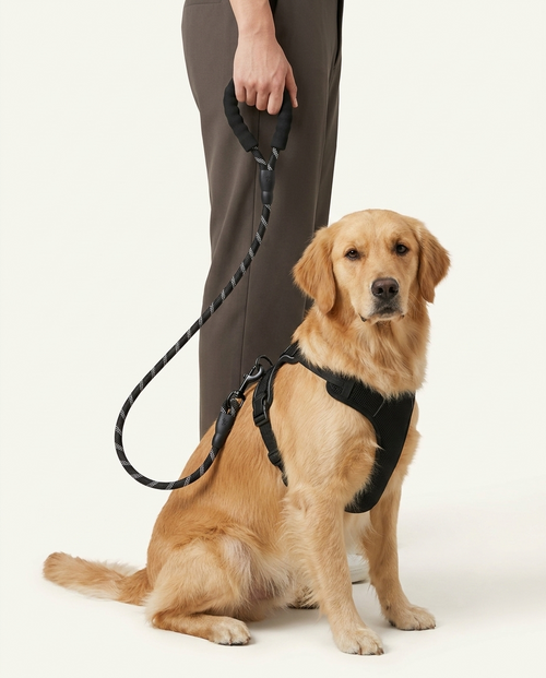 Dog Leash