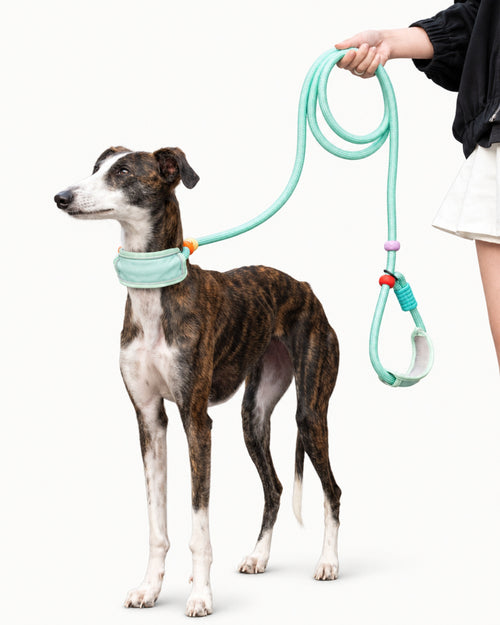 Adjustable Hands-Free Dog Leash