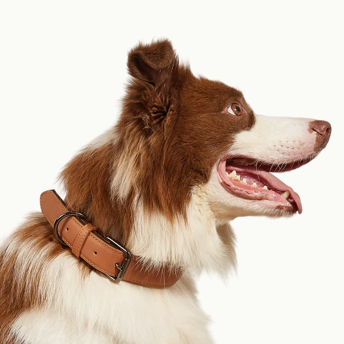 Waterproof Leather Dog Collar