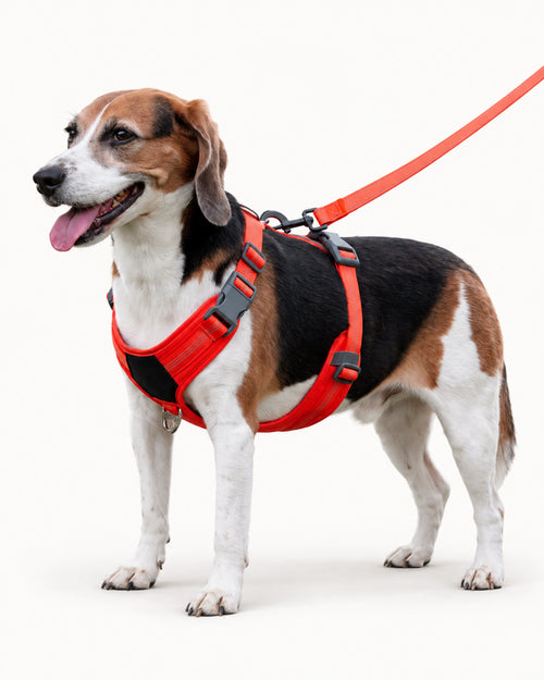 Adjustable Oxford Dog Harness