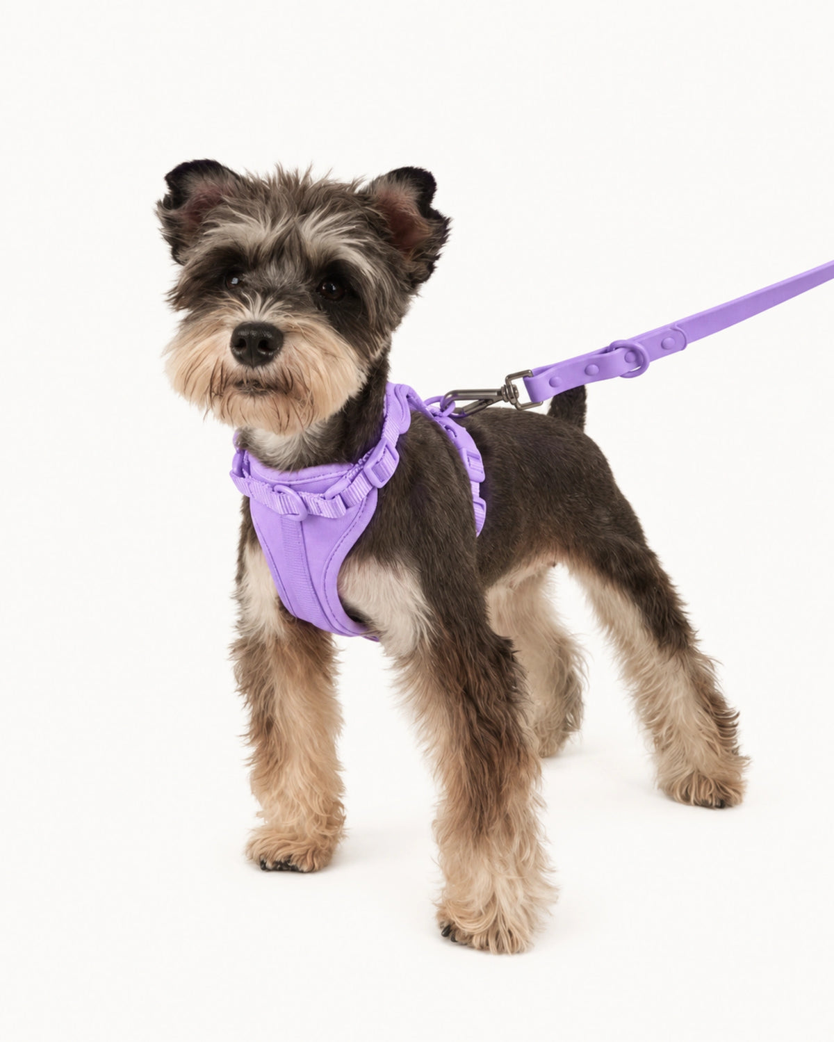 Breathable Mesh Dog Harness